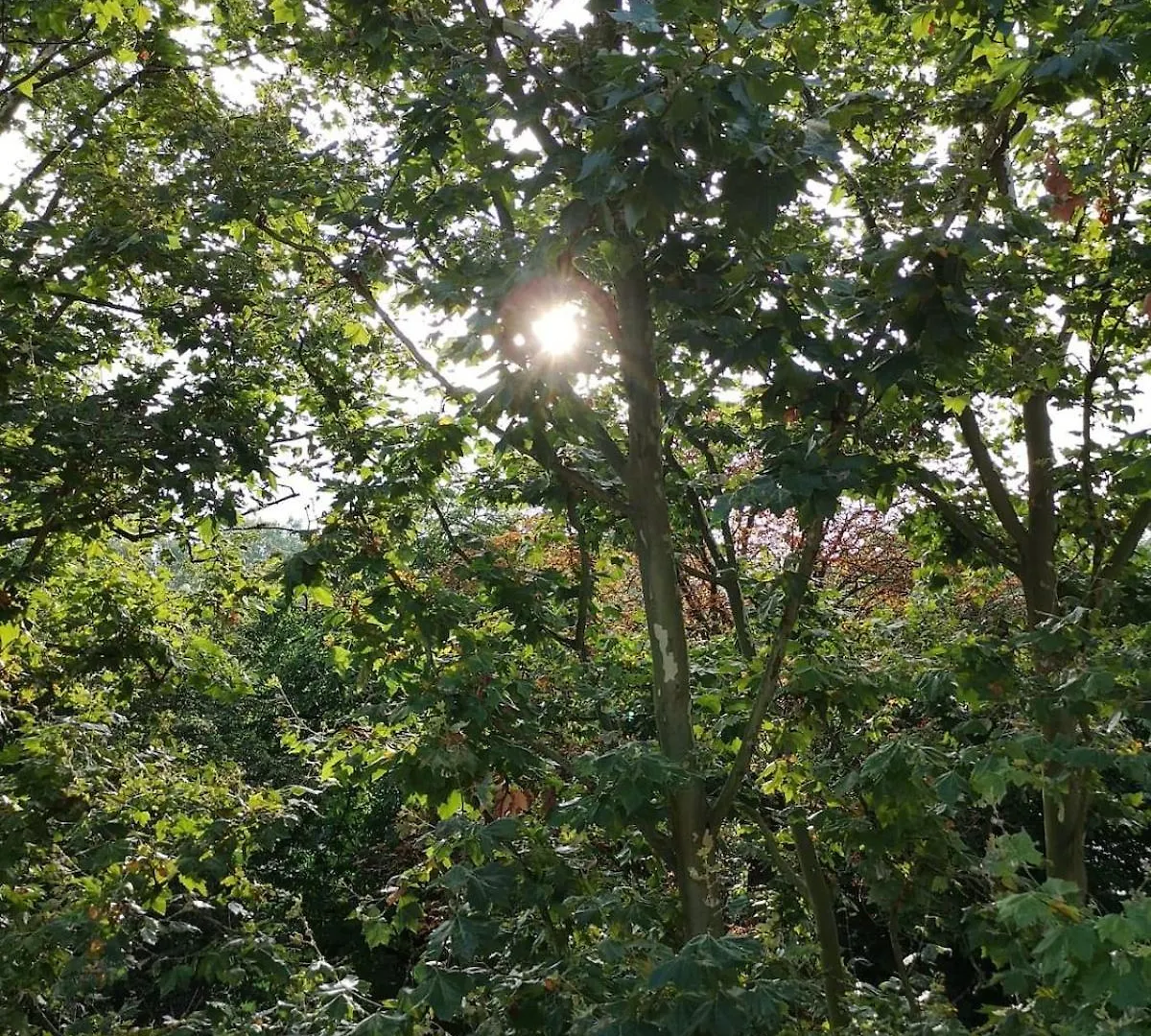Lille The Apartment In The Trees